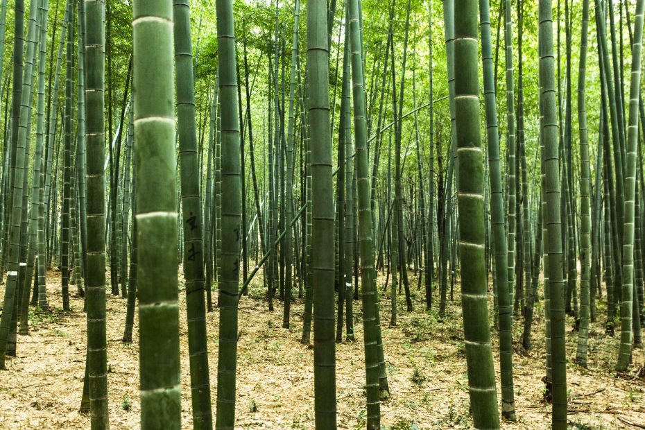 bambu